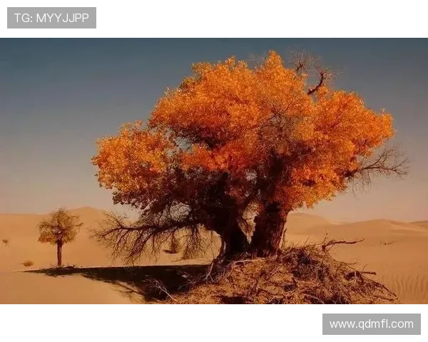 爱似百汇:一场穿越时空的浪漫情缘,勾勒出最动人的生命画卷 爱似百汇:一场穿越时空的浪漫情缘,勾勒出最动人的生命画卷